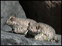 Canyon Tree Frogs in the Superstitions